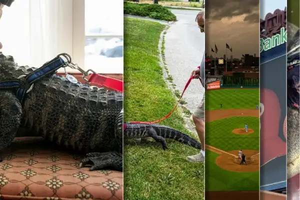 Phillies deny emotional support alligator from entering ballpark