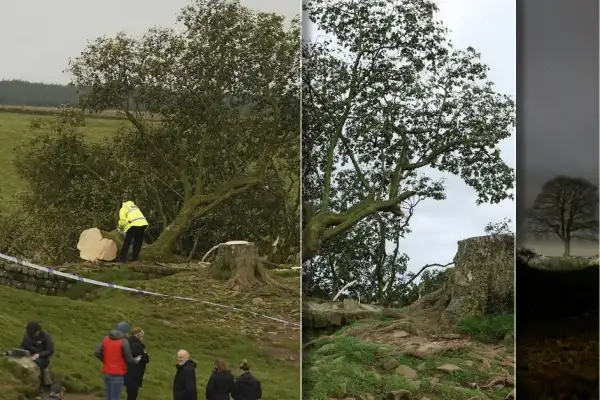 Teen arrested after UK Hadrian's Wall 'Robin Hood tree' cut down