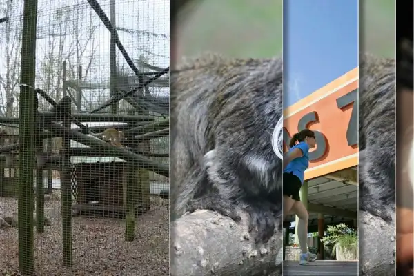 Missing monkeys found, but zoo mystery deepens in Dallas