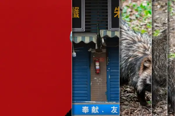 Raccoon dogs at Wuhan market linked to COVID origins in new study — collage