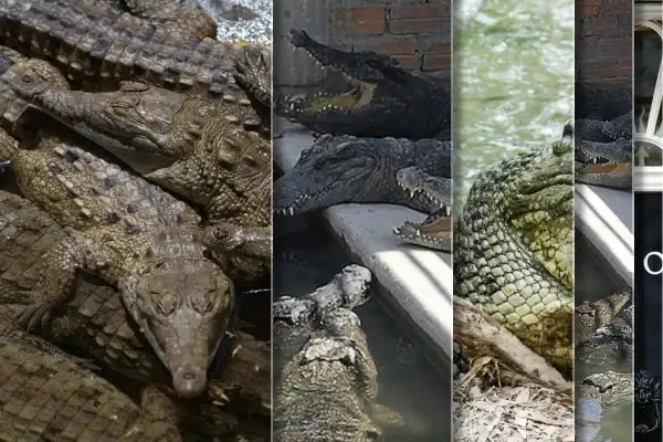 Cambodian killed by 40 crocodiles after falling in enclosure