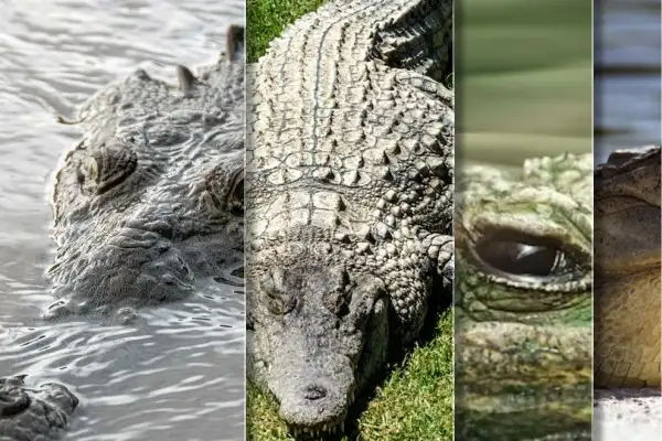 In Rare 'Virgin Birth', Crocodile Gets Pregnant Without Mating In Costa Rica