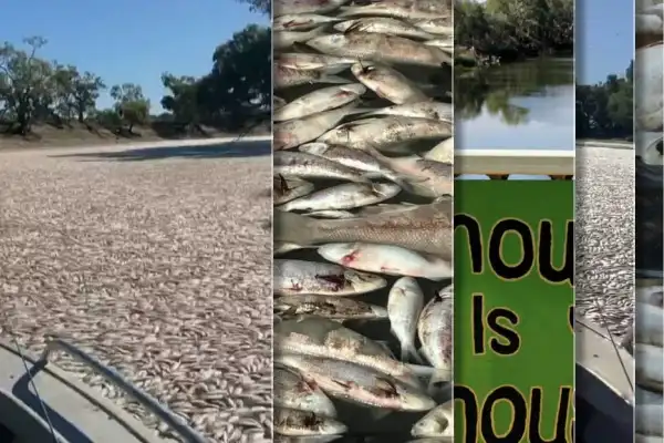 Australia: 'Millions' of dead fish clogging Darling River — collage