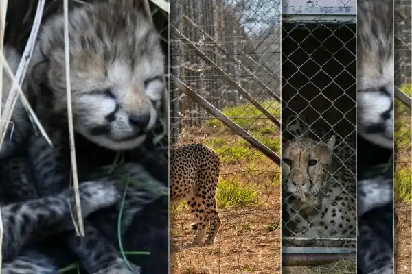 Three cheetah cubs die in India amid sweltering heatwave